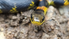 Erythrolamprus epinephalus pseudocobella