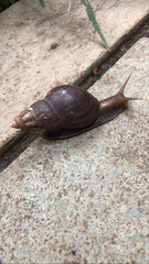 Lissachatina fulica