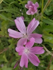 Sidalcea diploscypha