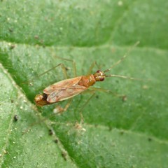 Dicyphus discrepans
