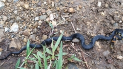 Erythrolamprus epinephalus pseudocobella