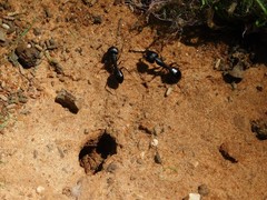 Camponotus fellah