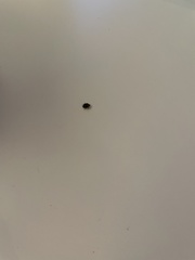 Anthrenus scrophulariae