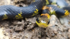 Erythrolamprus epinephalus pseudocobella