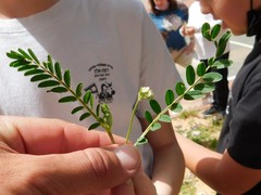 Astragalus hamosus