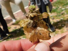 Lamium amplexicaule