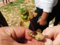 Lamium amplexicaule