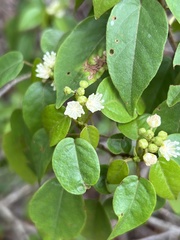 Croton glabellus polytrichus