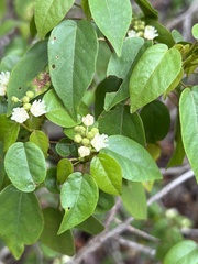 Croton glabellus polytrichus