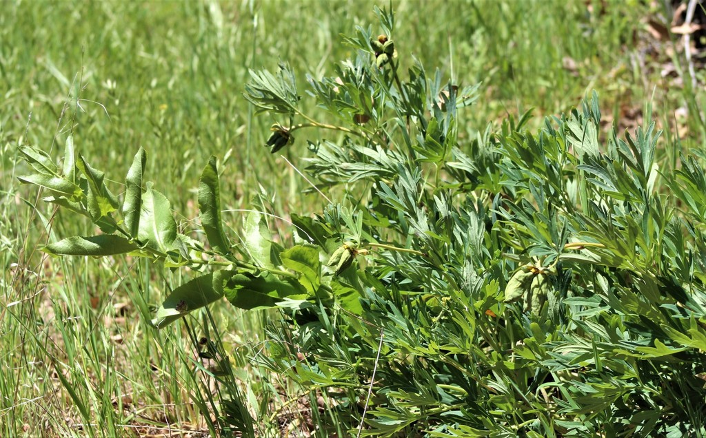 California Peony from San Diego County, CA, USA on April 29, 2022 at 11