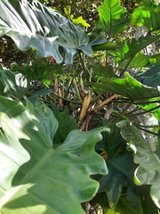Philodendron leyvae