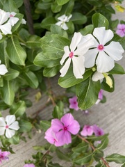 Catharanthus