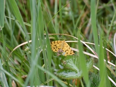 Pseudopanthera macularia