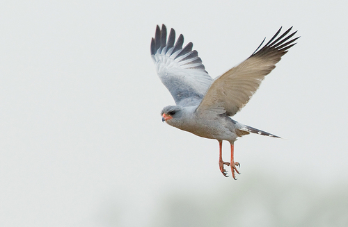 Dark Chanting-Goshawk