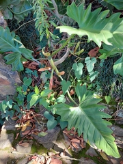 Philodendron leyvae
