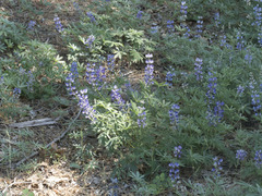 Lupinus arbustus