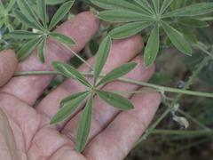 Lupinus arbustus