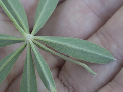 Lupinus arbustus