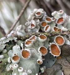 Lobariella