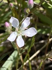 Hesperolinon congestum