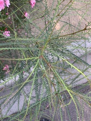 Parkinsonia