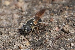 Callicera erratica