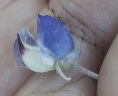 Lupinus arbustus