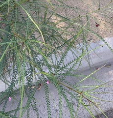 Parkinsonia