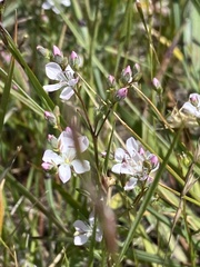 Hesperolinon congestum