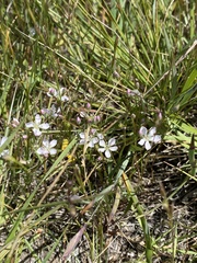 Hesperolinon congestum