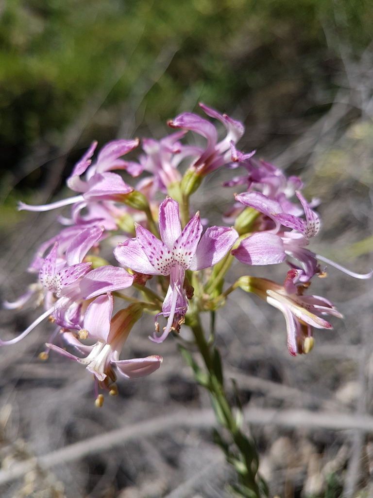 Alstroemeria