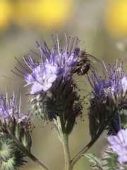 Apis mellifera
