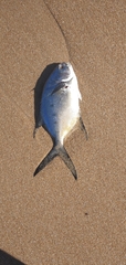 Trachinotus marginatus