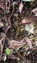 Dendrophidion clarkii