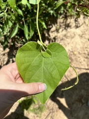 Aristolochia tomentosa