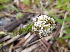 Lepidium heterophyllum