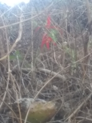 Sprekelia