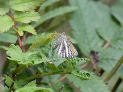 Isturgia limbaria