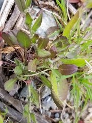 Lepidium heterophyllum