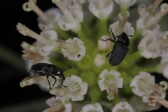 Odontocorynus salebrosus