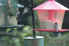 Poecile carolinensis