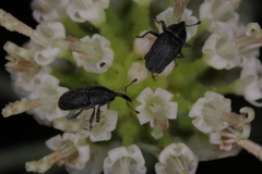 Odontocorynus salebrosus