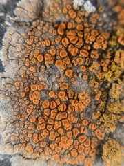 Polycauliona luteominia