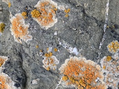 Polycauliona luteominia
