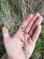 Chenopodium triandrum