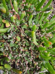 Chenopodium triandrum