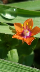 Lysimachia arvensis