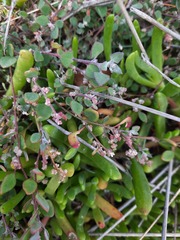 Chenopodium triandrum