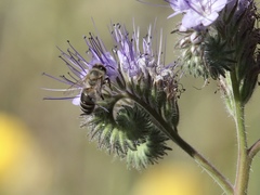 Apis mellifera