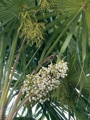 Acoelorraphe wrightii